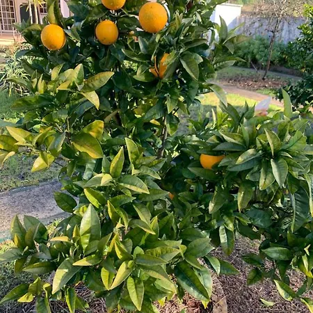 Willa Le Domaine De L'orangeraie Almagreira (Leiria)