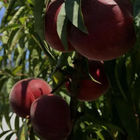Le Domaine De L’orangeraie Almagreira (Leiria)