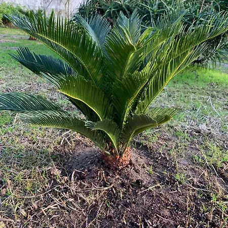 Villa Le Domaine De L'orangeraie *